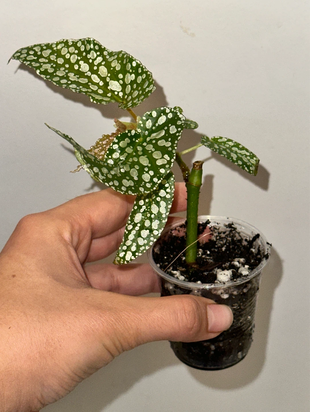 Begonia Plant Bundle x3 - photo 3