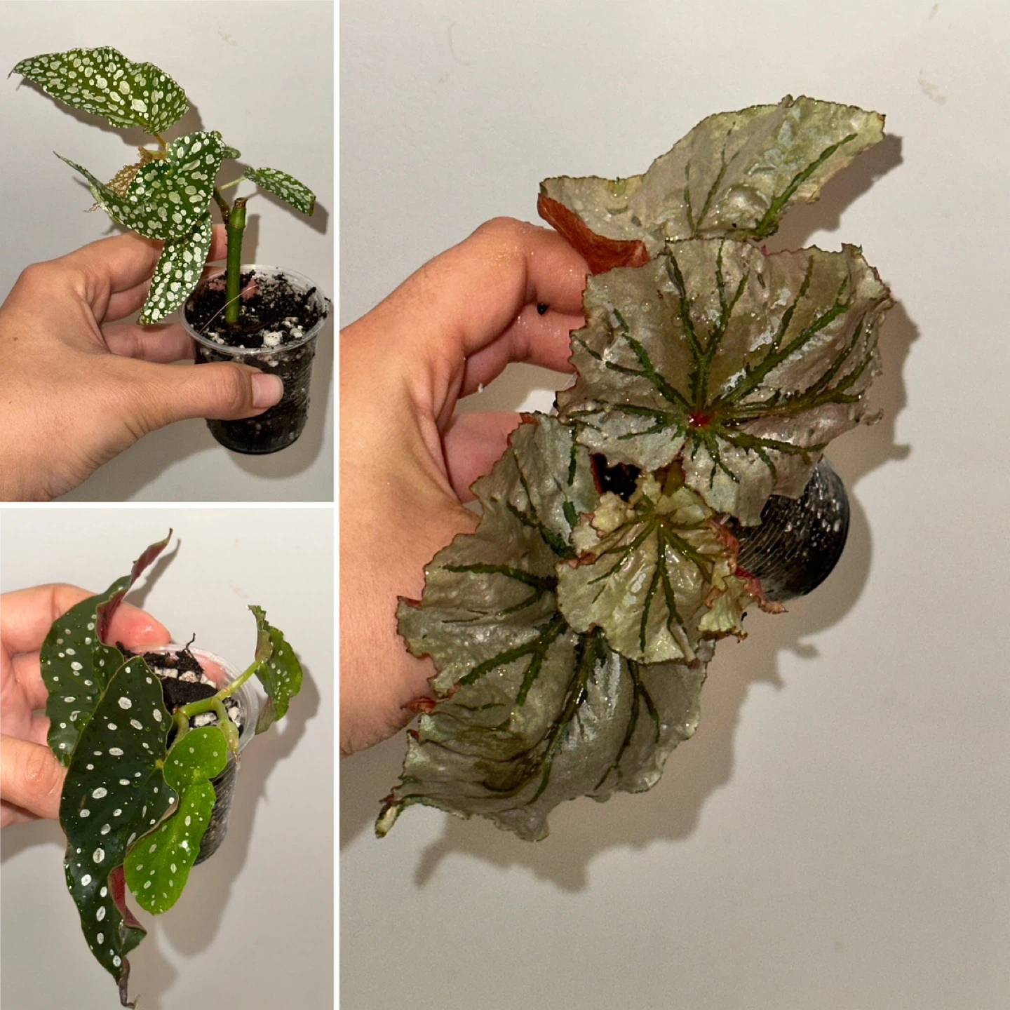 Begonia Plant Bundle x3