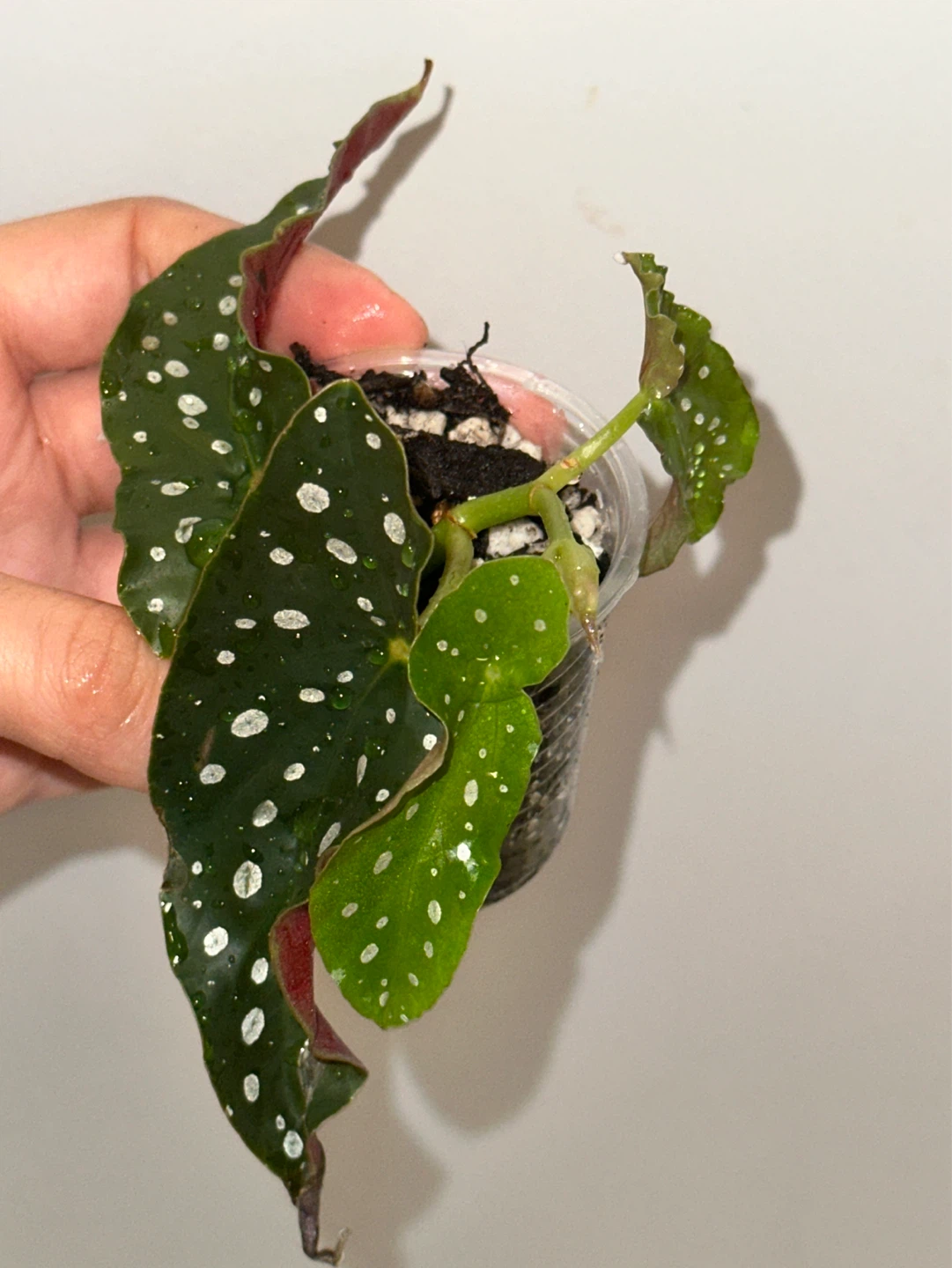 Begonia Plant Bundle x3 - photo 4