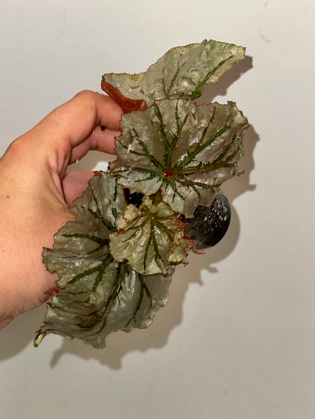 Begonia Plant Bundle x3 - photo 2