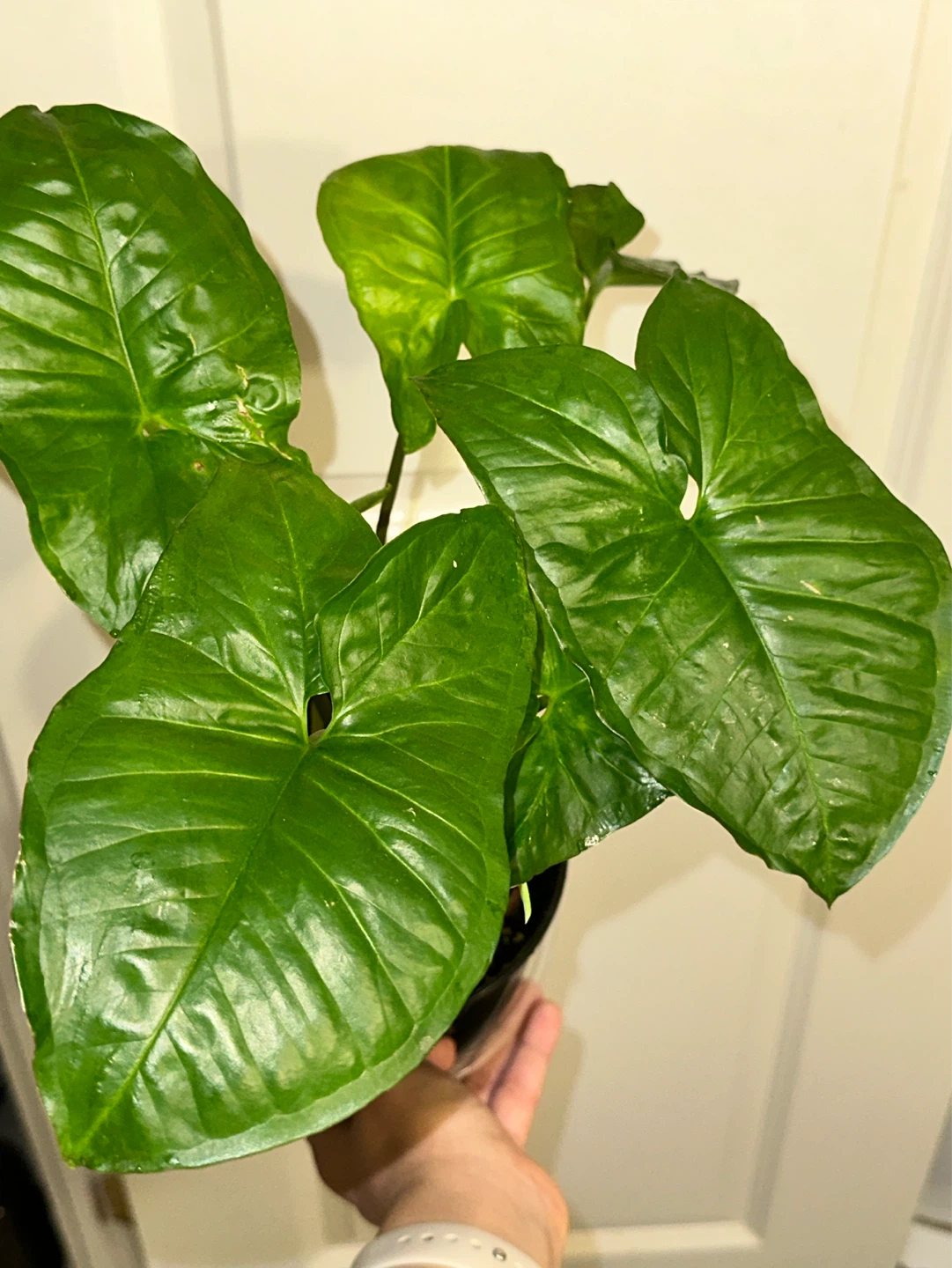 Syngonium Podophyllum Plant