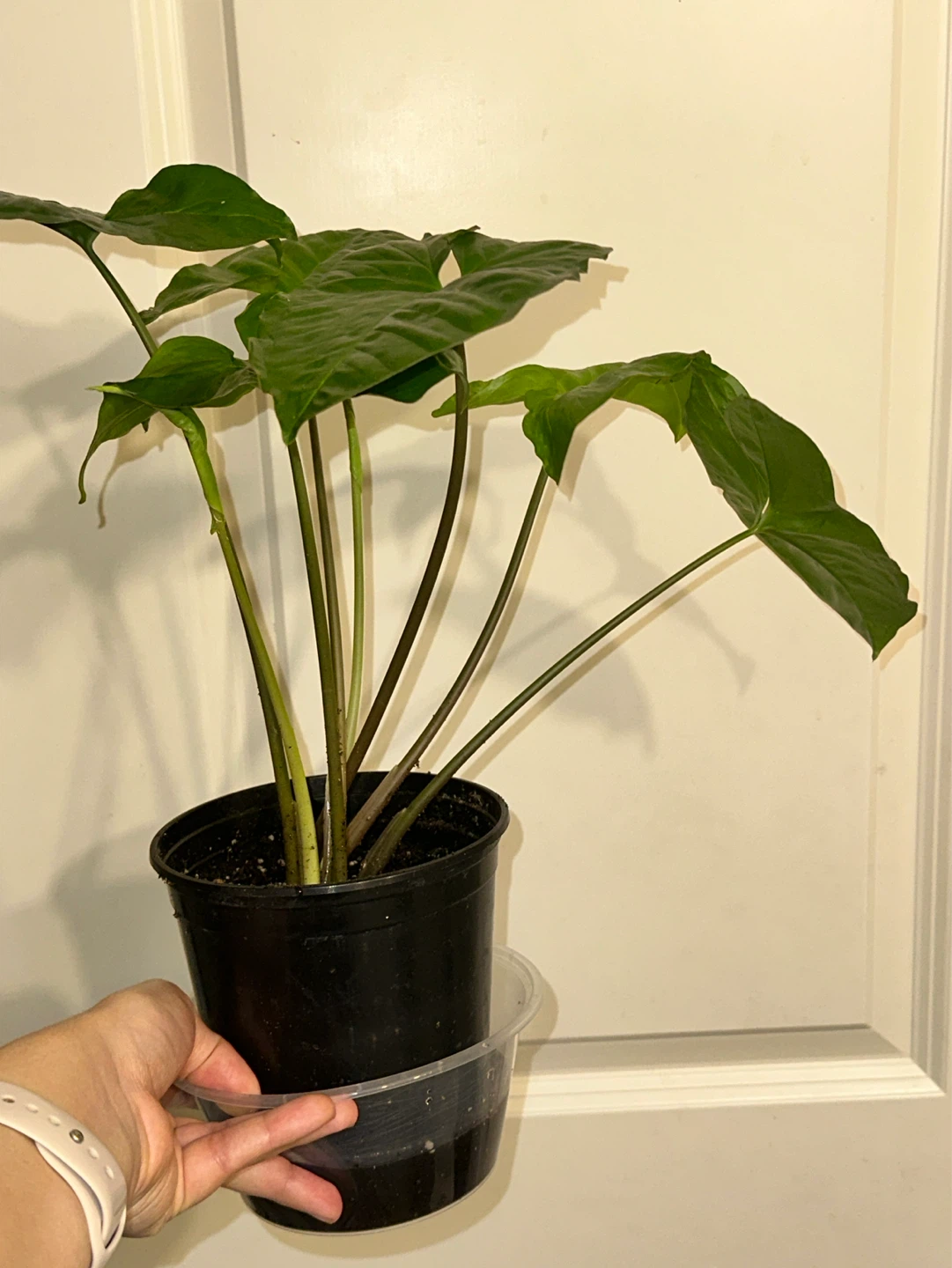 Syngonium Podophyllum Plant - photo 3