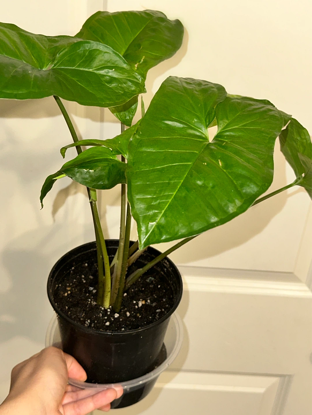 Syngonium Podophyllum Plant - photo 2