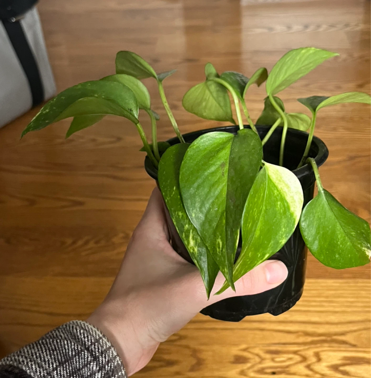 Pothos Plant in Black Pot