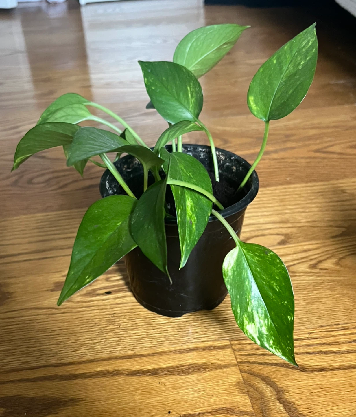 Pothos Plant in Black Pot - photo 2