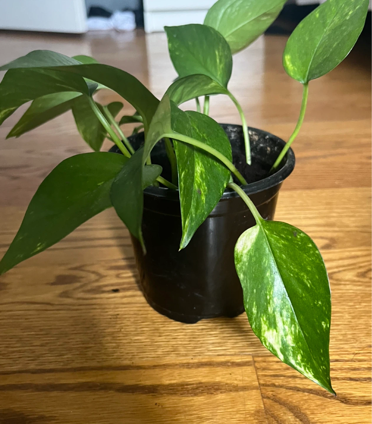 Pothos Plant in Black Pot - photo 3