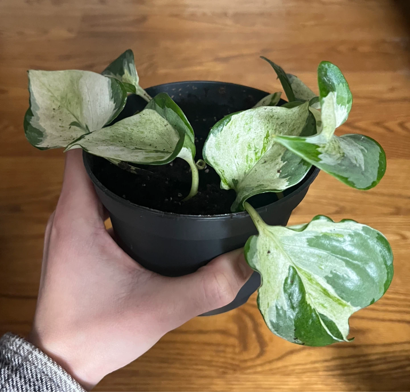Pothos Manjula Plant in Black Pot