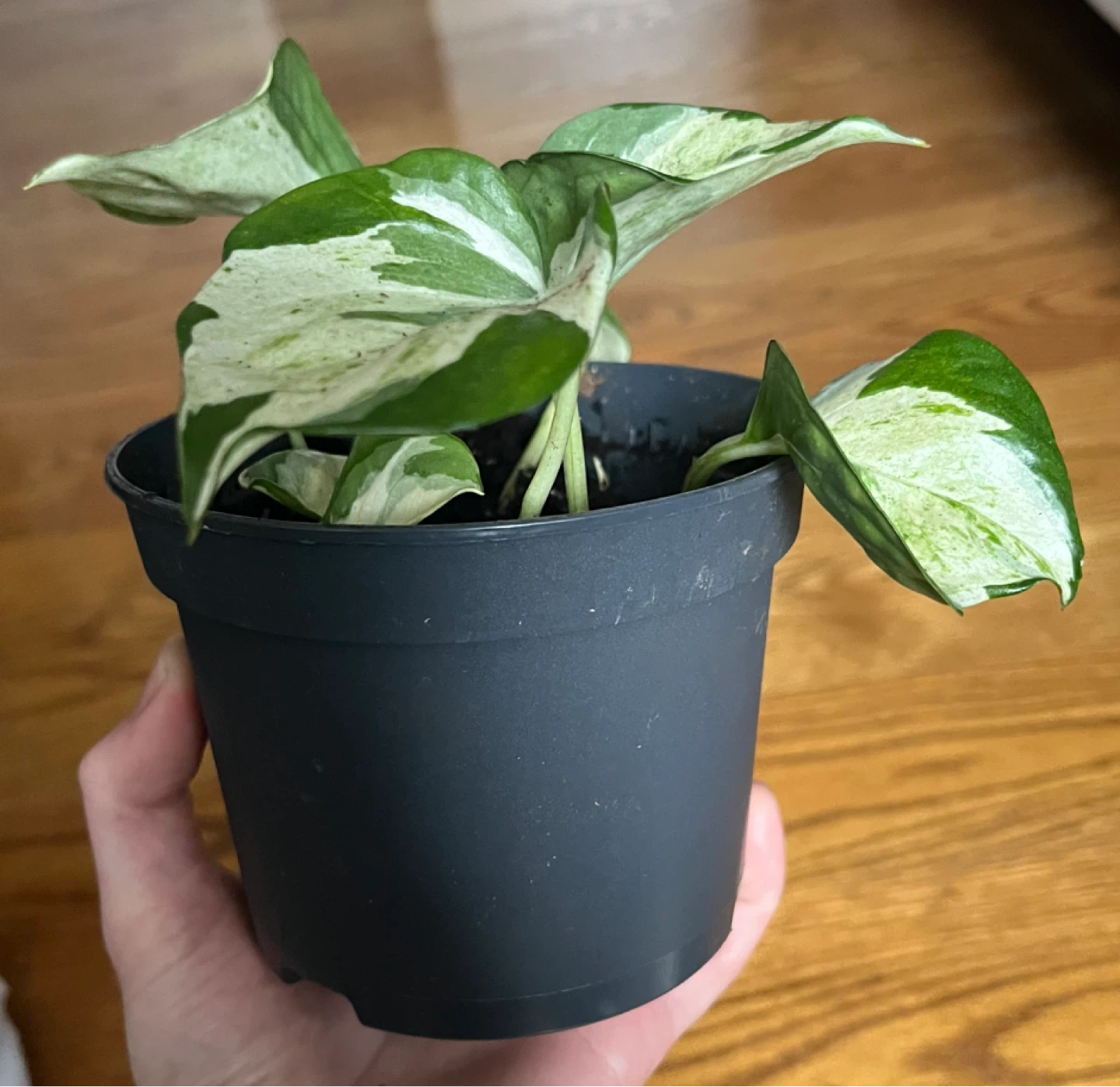 Pothos Manjula Plant in Black Pot - photo 2