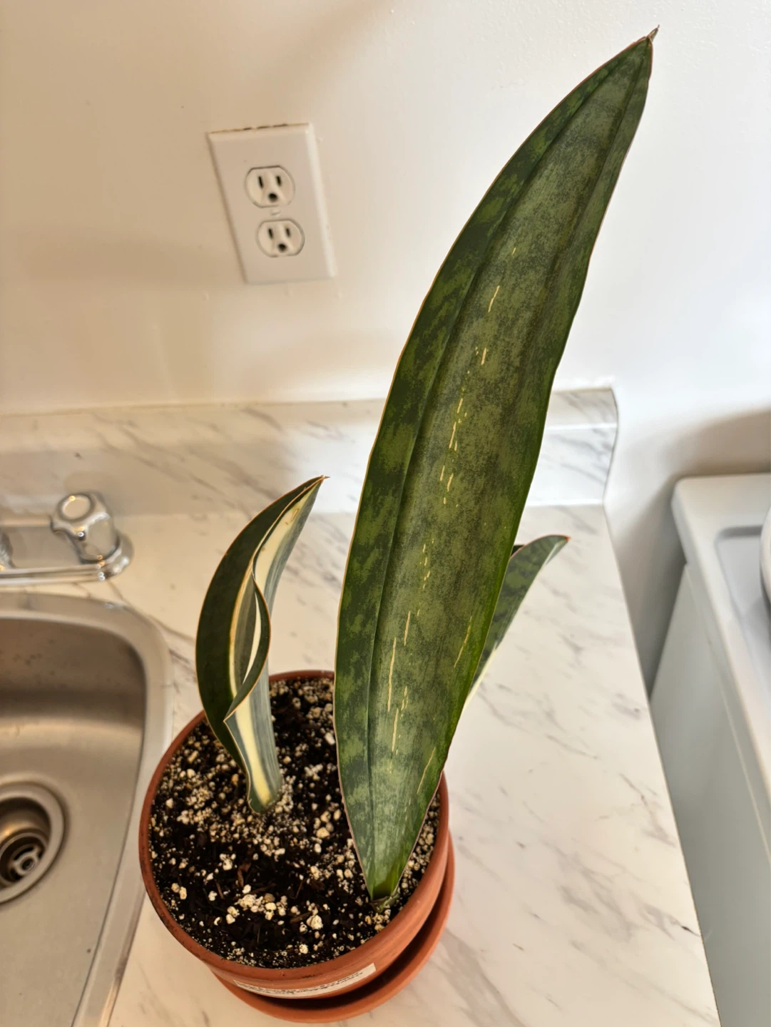 Whale Fin Sansevieria (Dracaena masoniana) - photo 4