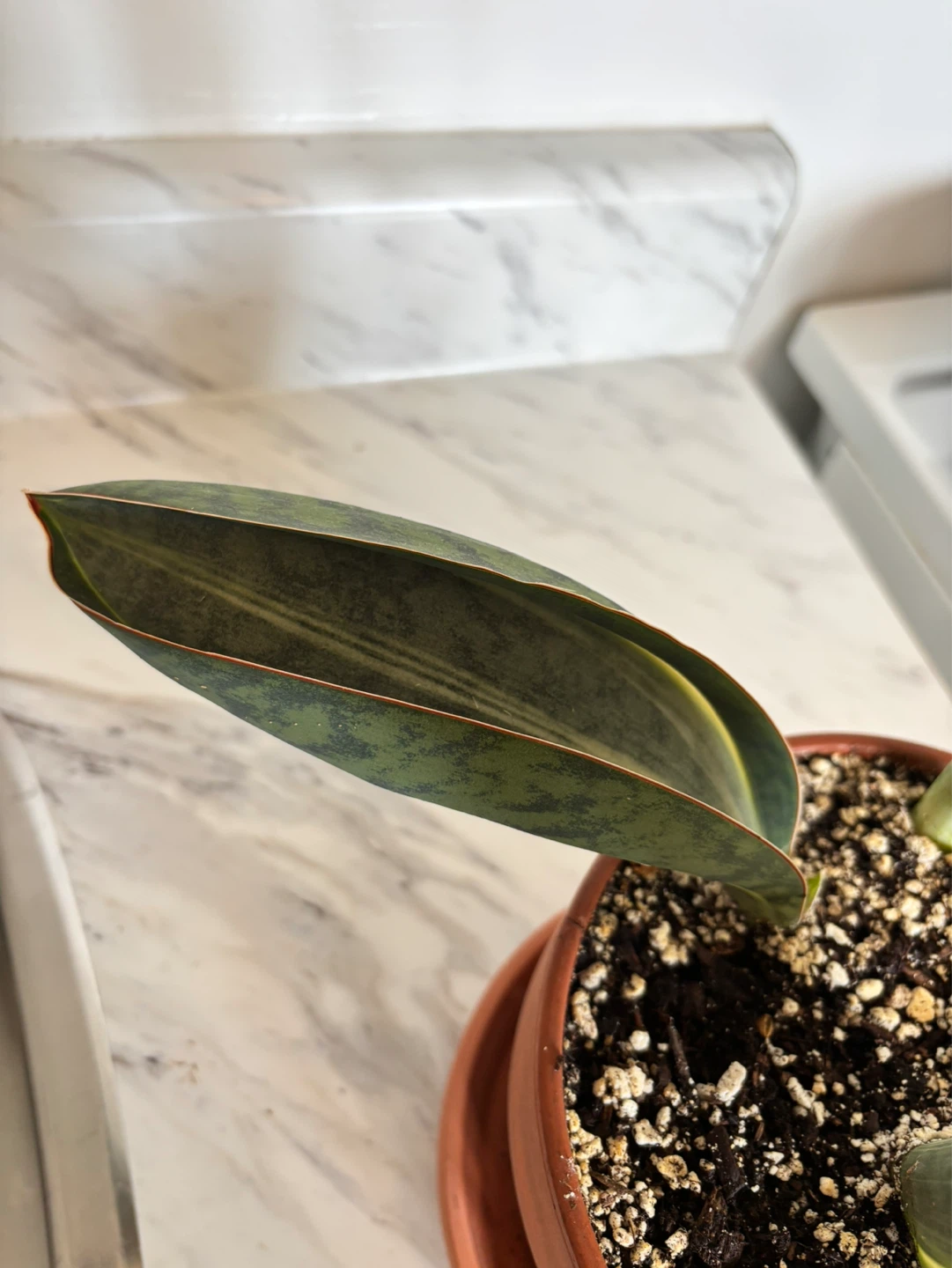 Whale Fin Sansevieria (Dracaena masoniana) - photo 3