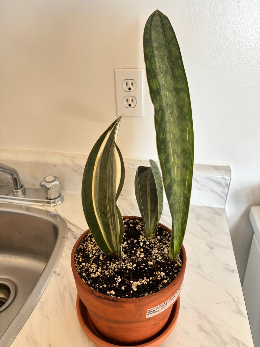 Whale Fin Sansevieria (Dracaena masoniana)