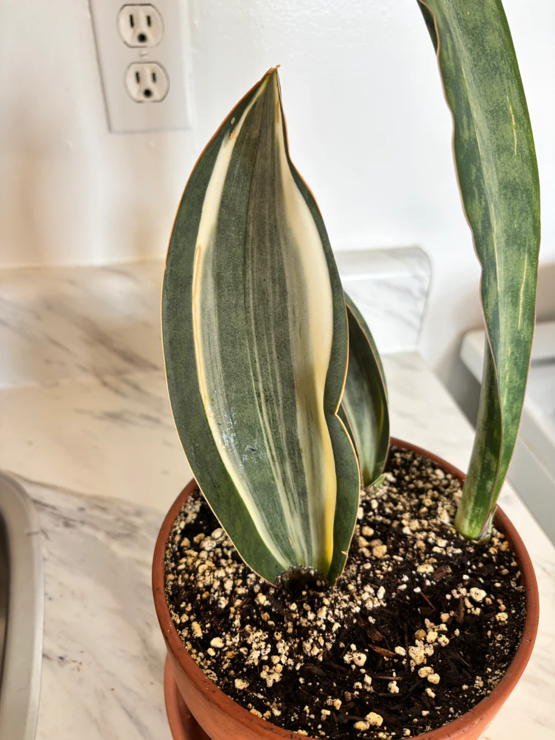 Whale Fin Sansevieria (Dracaena masoniana) - photo 2