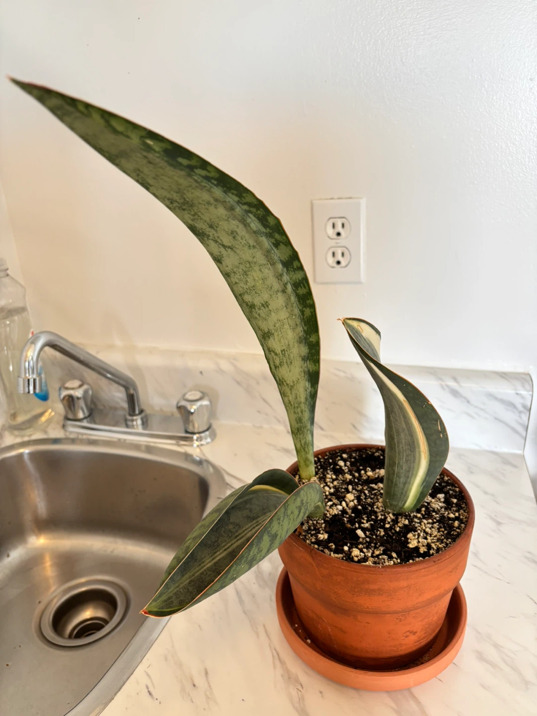 Whale Fin Sansevieria (Dracaena masoniana) - photo 5