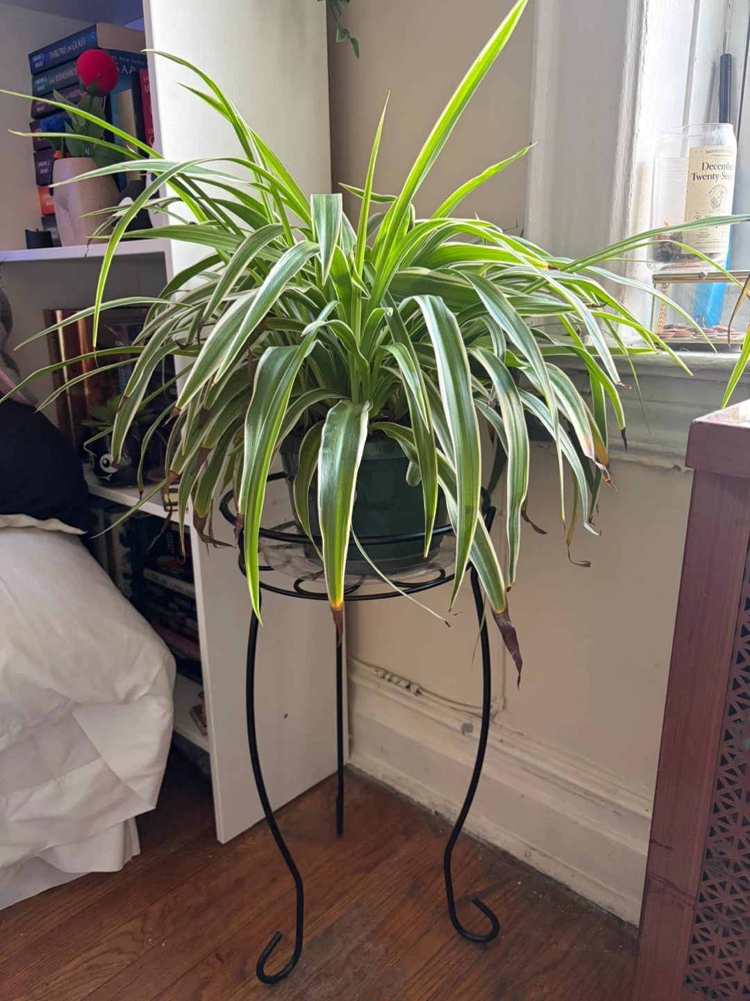 Spider Plant