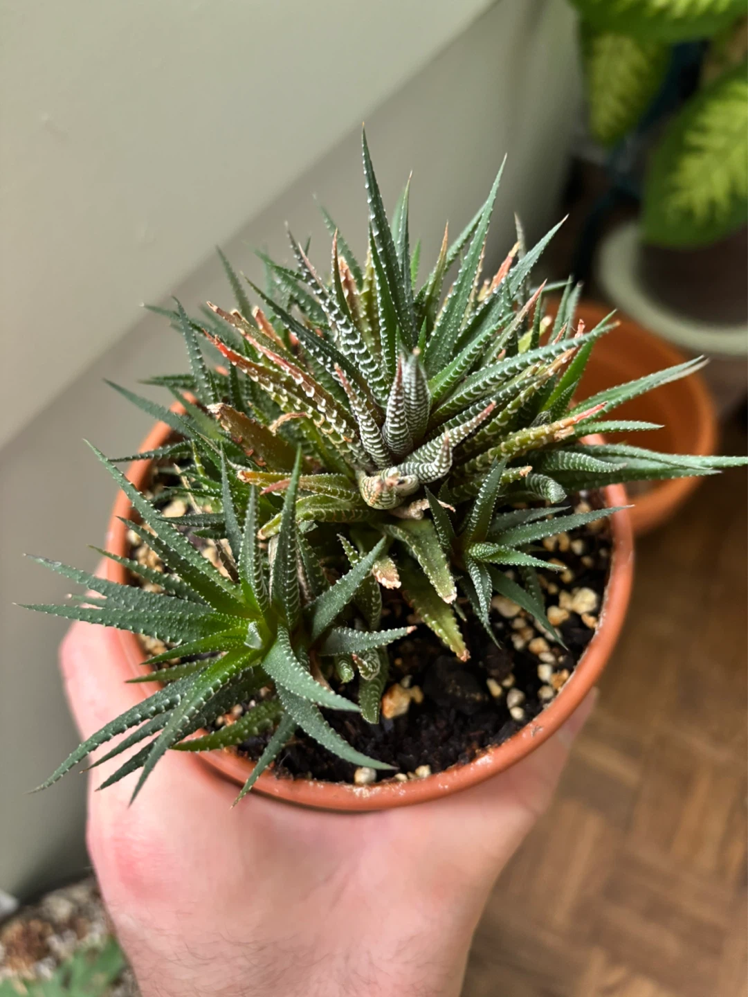 Zebra Haworthia (Haworthiopsis attenuata) - photo 3