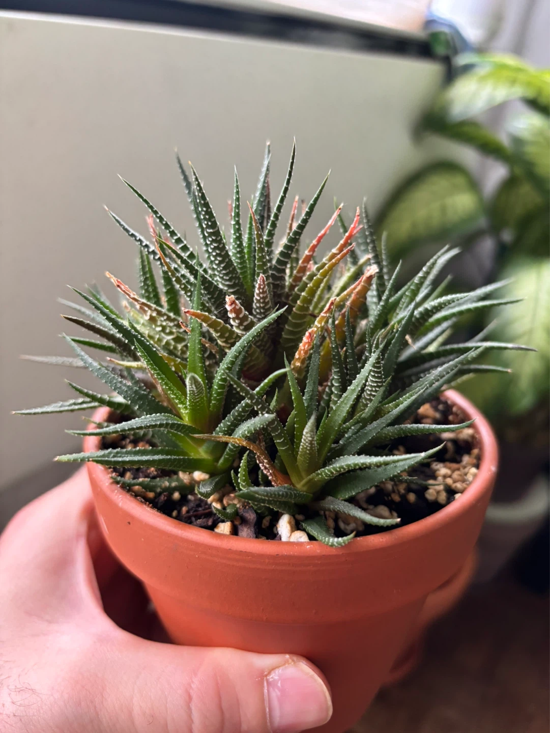 Zebra Haworthia (Haworthiopsis attenuata)