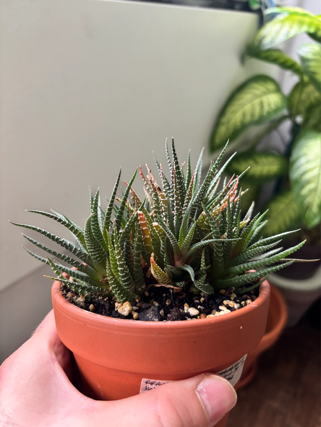 Zebra Haworthia (Haworthiopsis attenuata) - photo 2