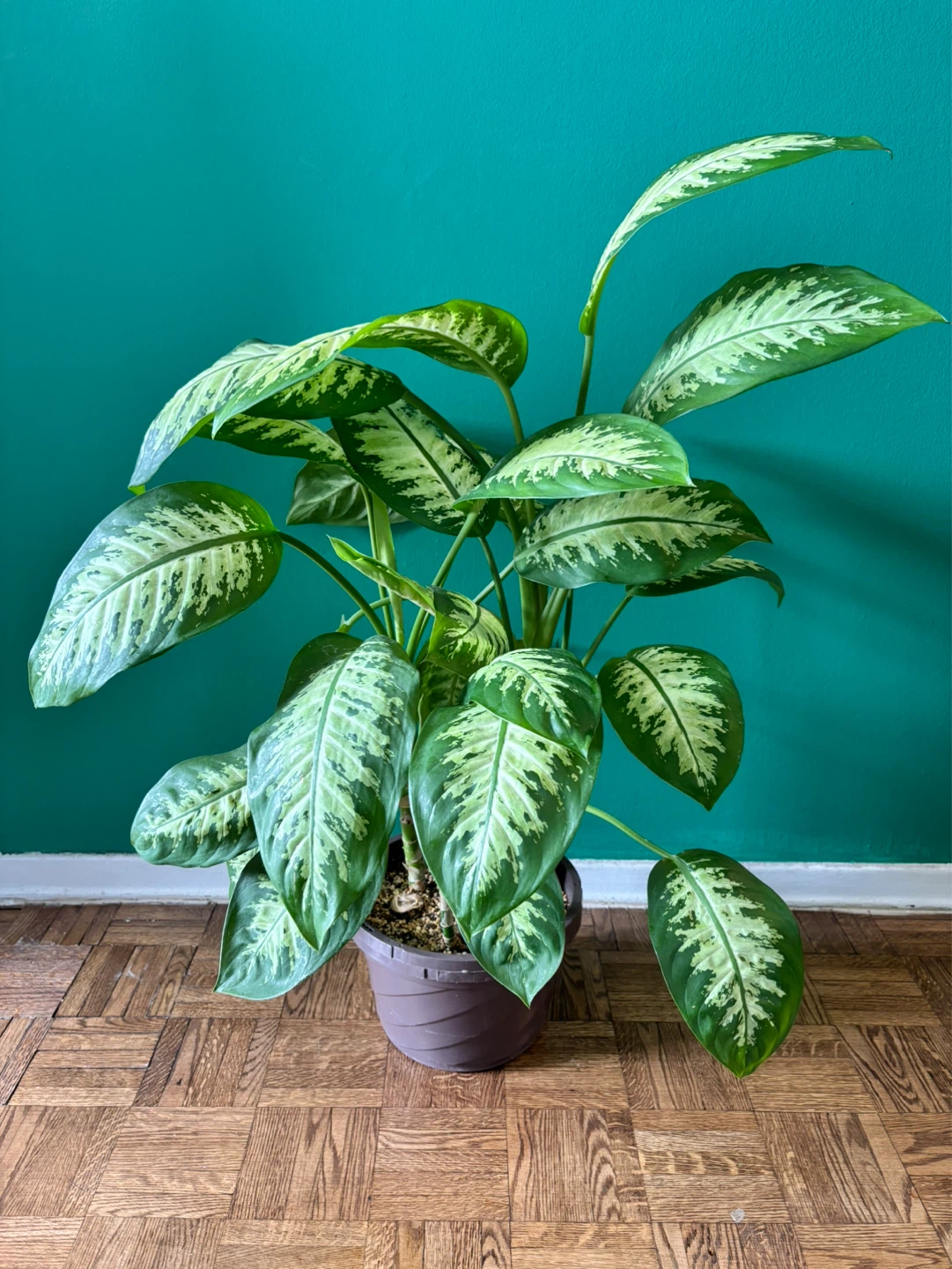 Dieffenbachia ‘Tropic Snow’