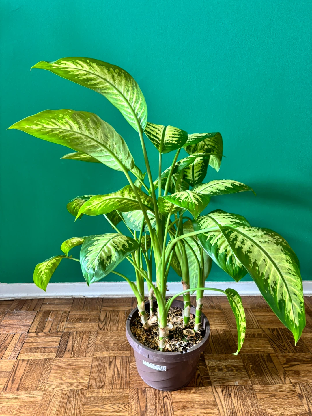Dieffenbachia ‘Tropic Snow’ - photo 2