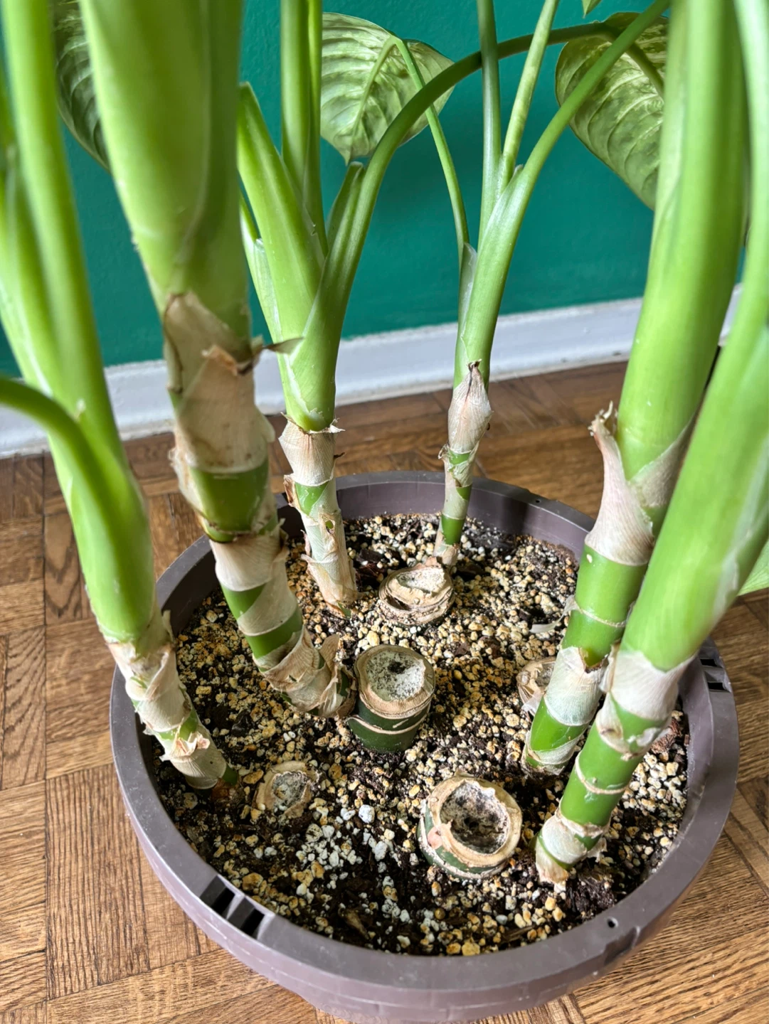Dieffenbachia ‘Tropic Snow’ - photo 3