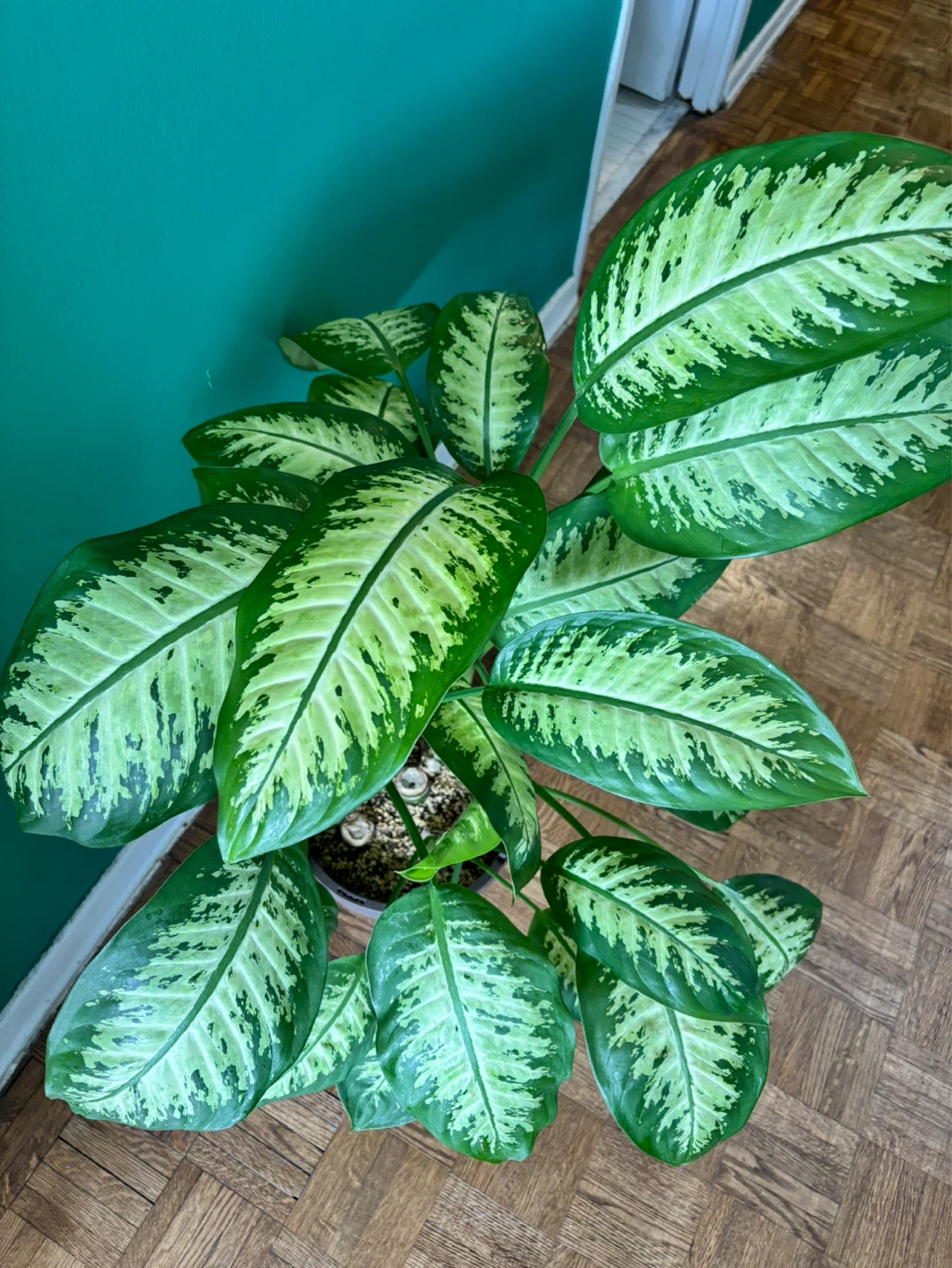 Dieffenbachia ‘Tropic Snow’ - photo 5