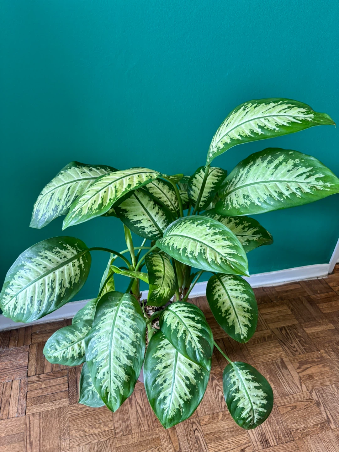 Dieffenbachia ‘Tropic Snow’ - photo 4