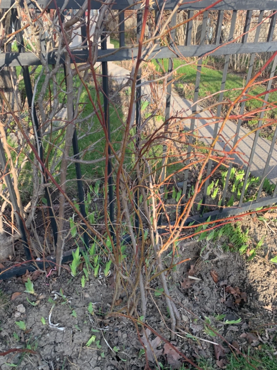 European Plum Trees- Avail. Only This Wk. - photo 3