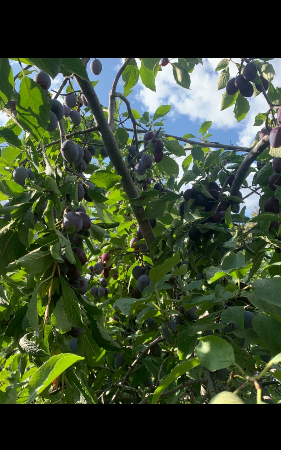 European Plum Trees- Avail. Only This Wk.