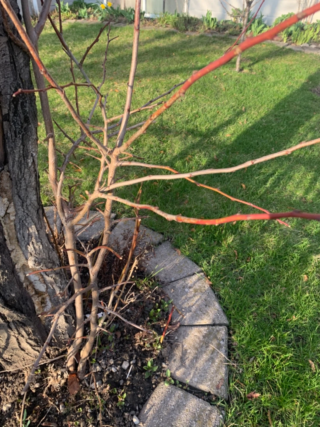 European Plum Trees- Avail. Only This Wk. - photo 4
