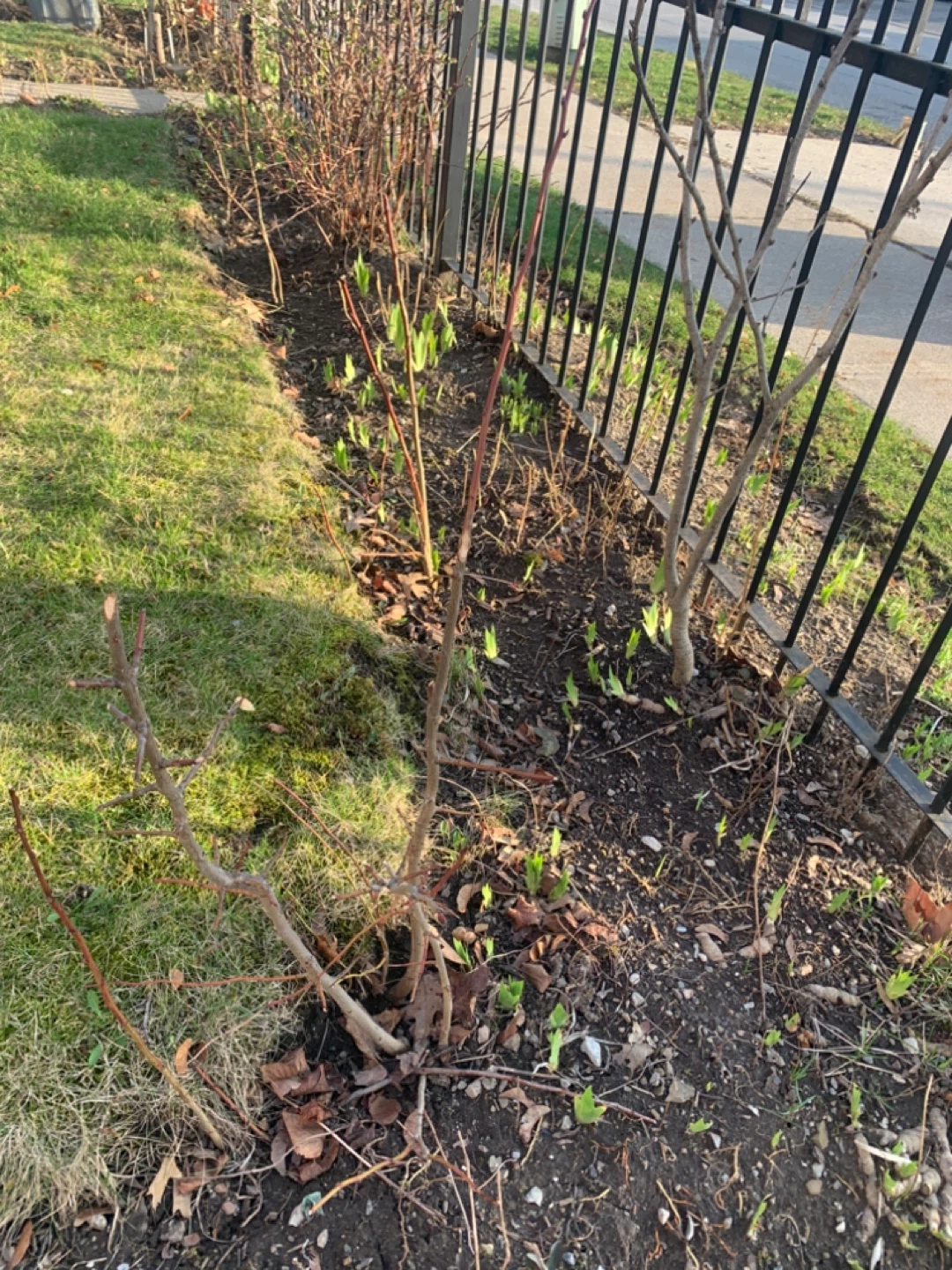 European Plum Trees- Avail. Only This Wk. - photo 2