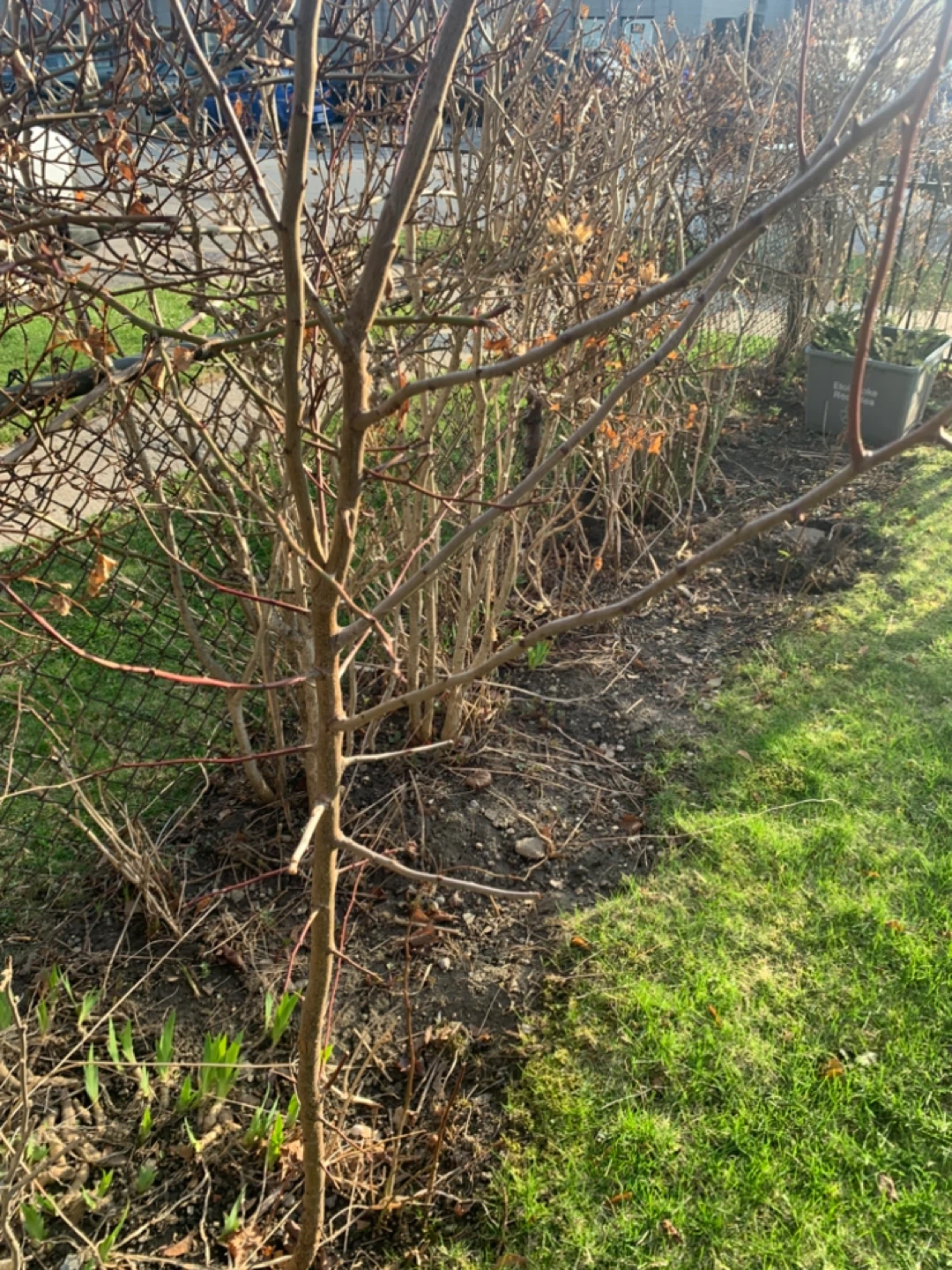 European Plum Trees- Avail. Only This Wk. - photo 5
