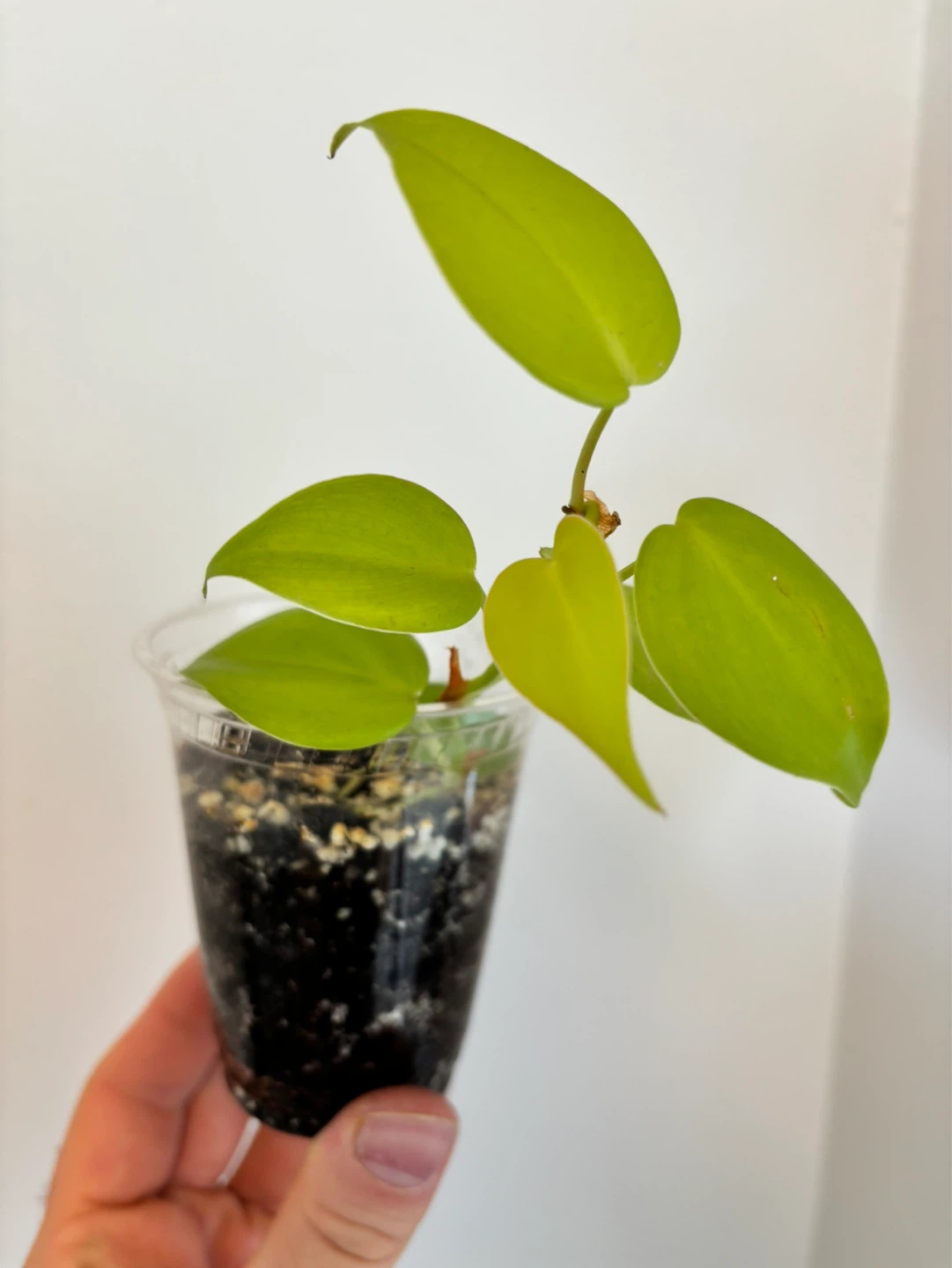 Philodendron cordatum ‘Lemon Lime’