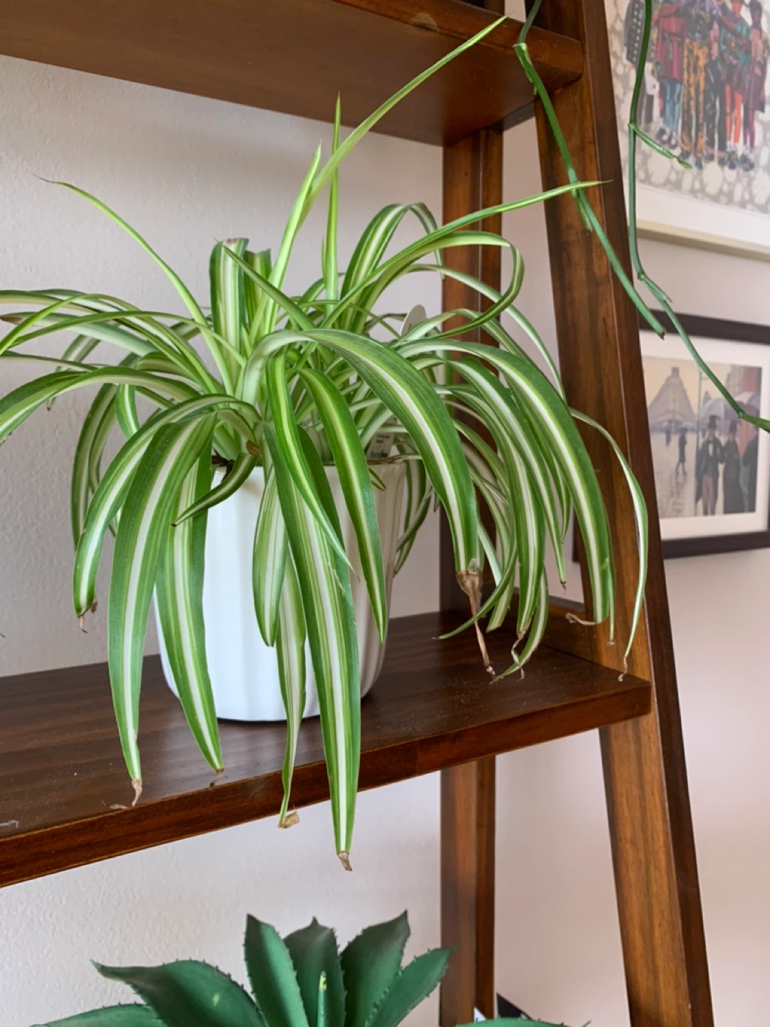 Spider Plant in White Pot - photo 2