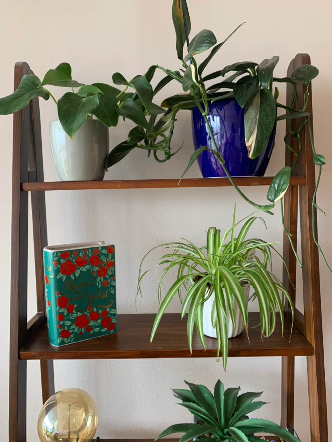 Spider Plant in White Pot