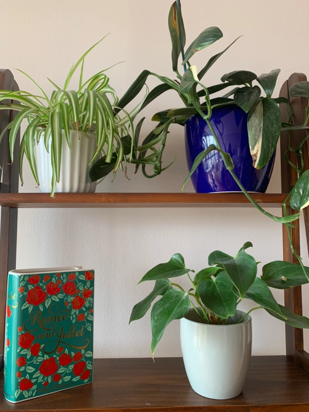 Anthurium Plant - photo 4