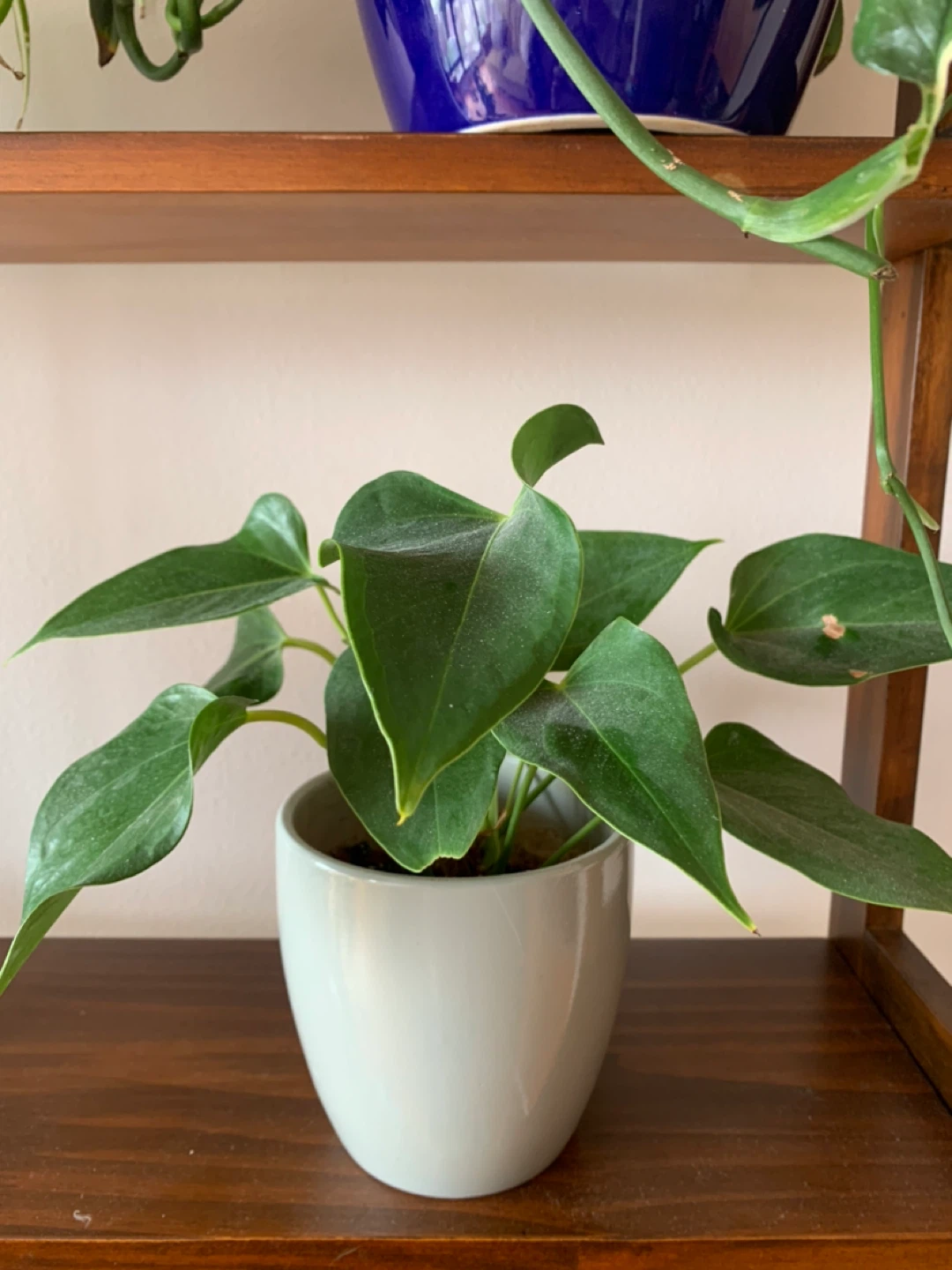 Anthurium Plant - photo 2