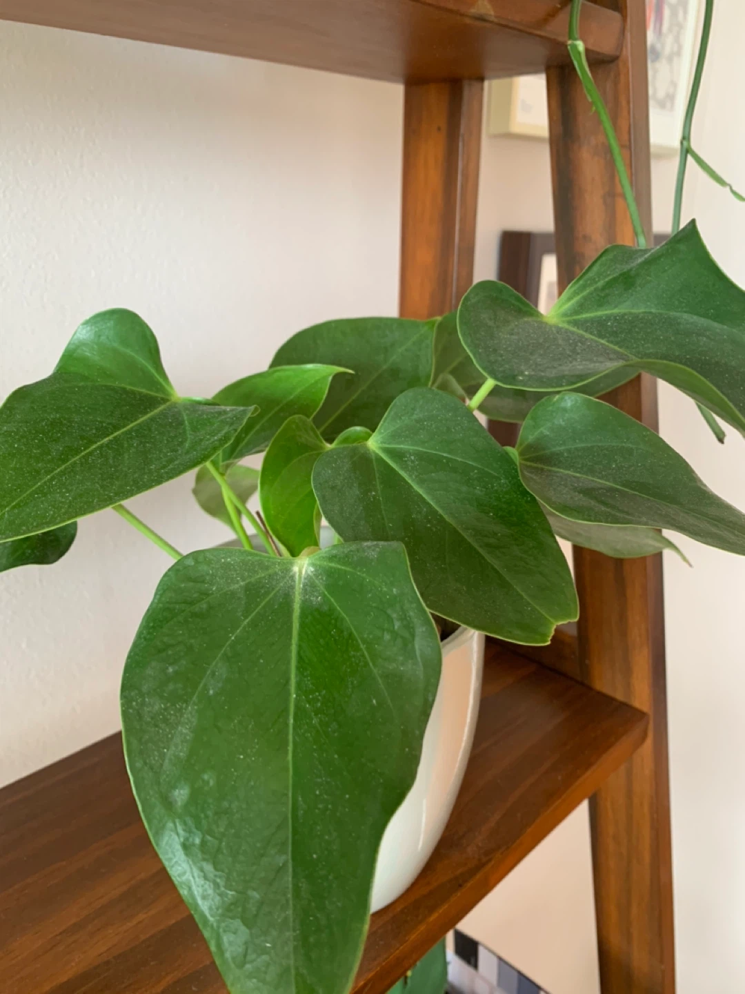 Anthurium Plant - photo 3