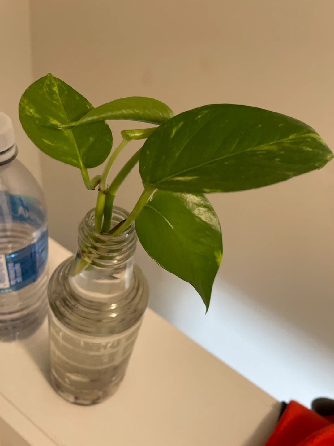 Spider Plant & Pothos Cuttings in Glass Vases - photo 4