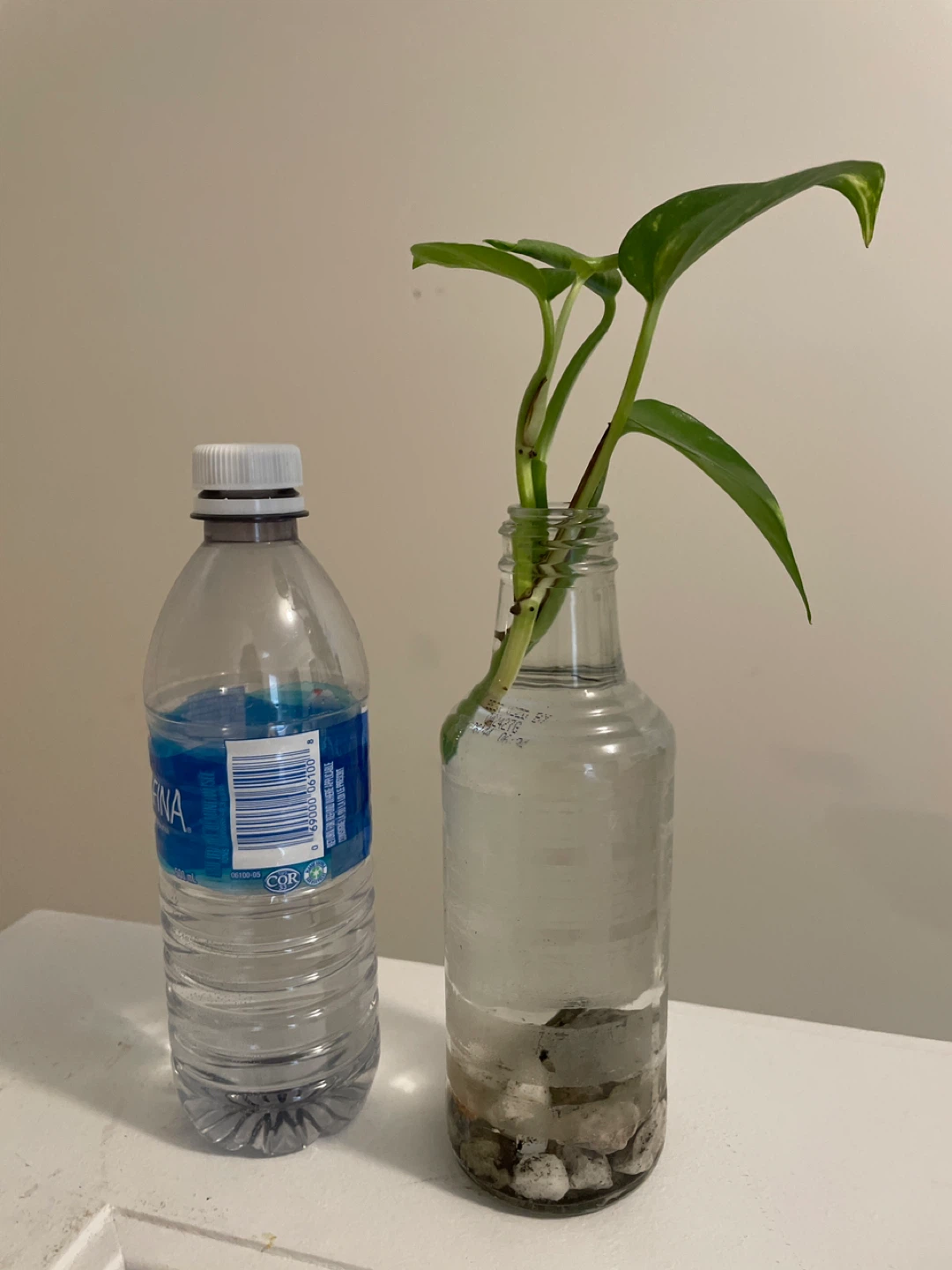 Spider Plant & Pothos Cuttings in Glass Vases - photo 3