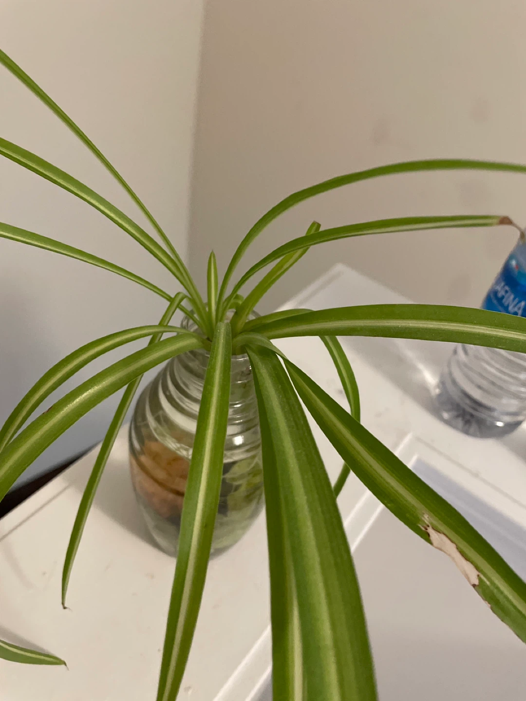 Spider Plant & Pothos Cuttings in Glass Vases - photo 5