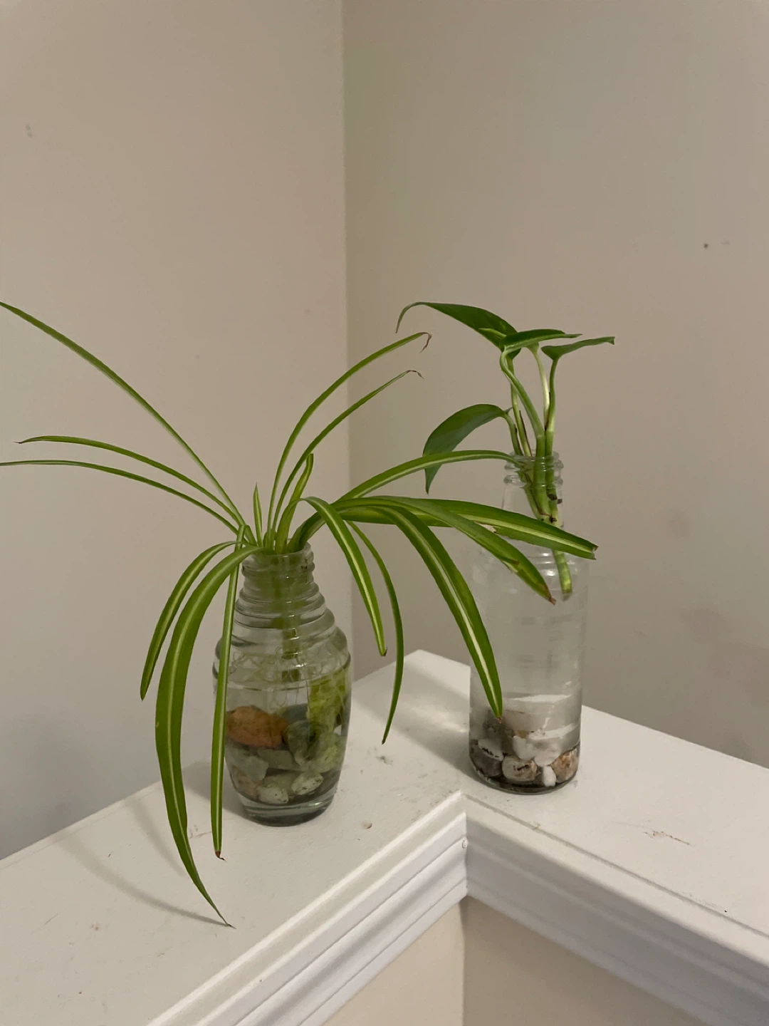 Spider Plant & Pothos Cuttings in Glass Vases