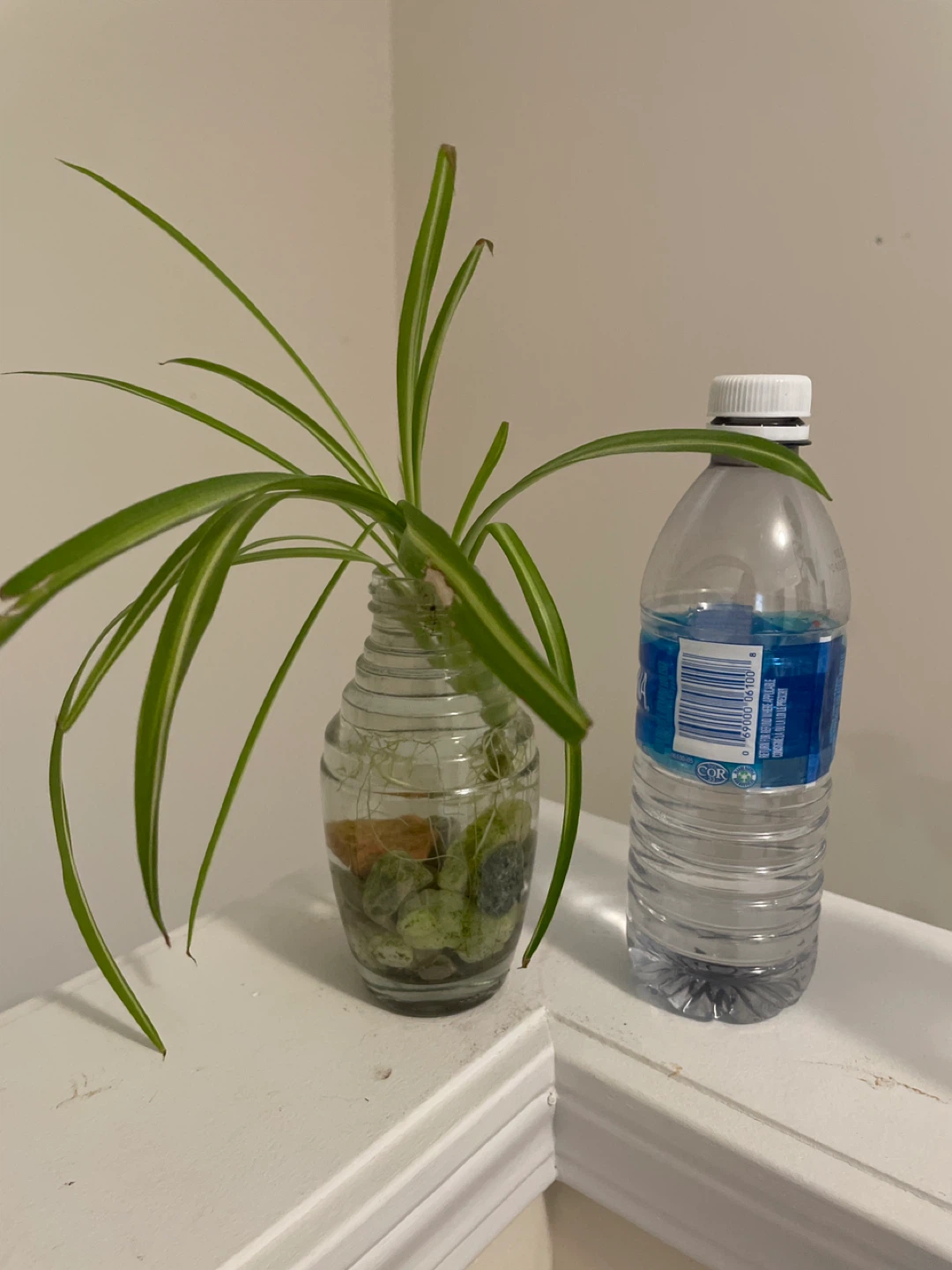 Spider Plant & Pothos Cuttings in Glass Vases - photo 2