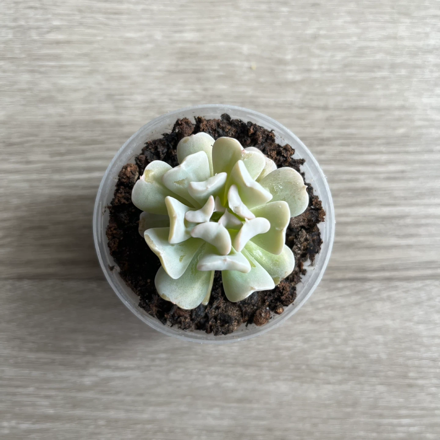 Succulent Plant