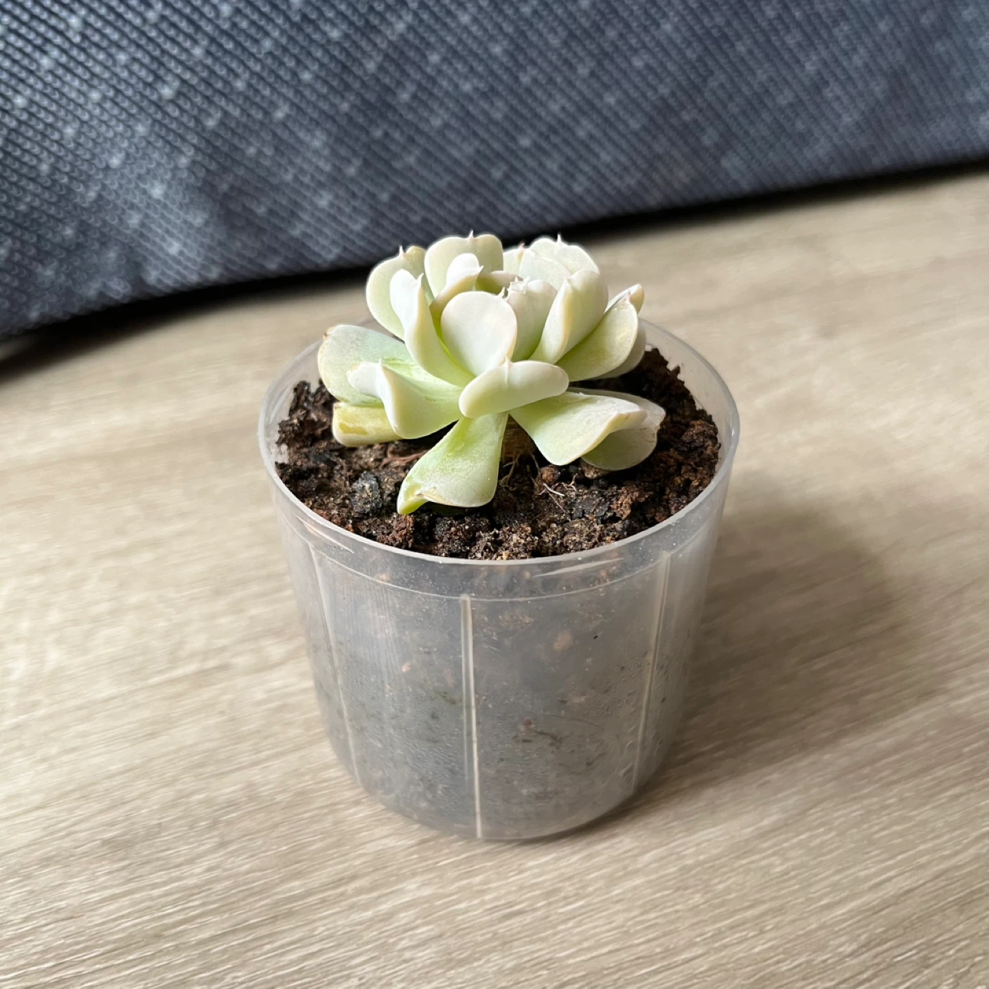 Succulent Plant - photo 2