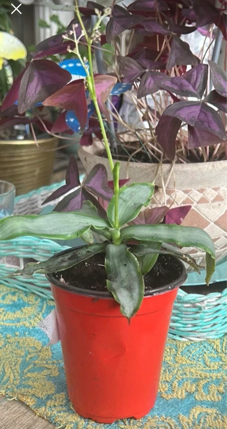 Callisia fragans Plant in Black Pot