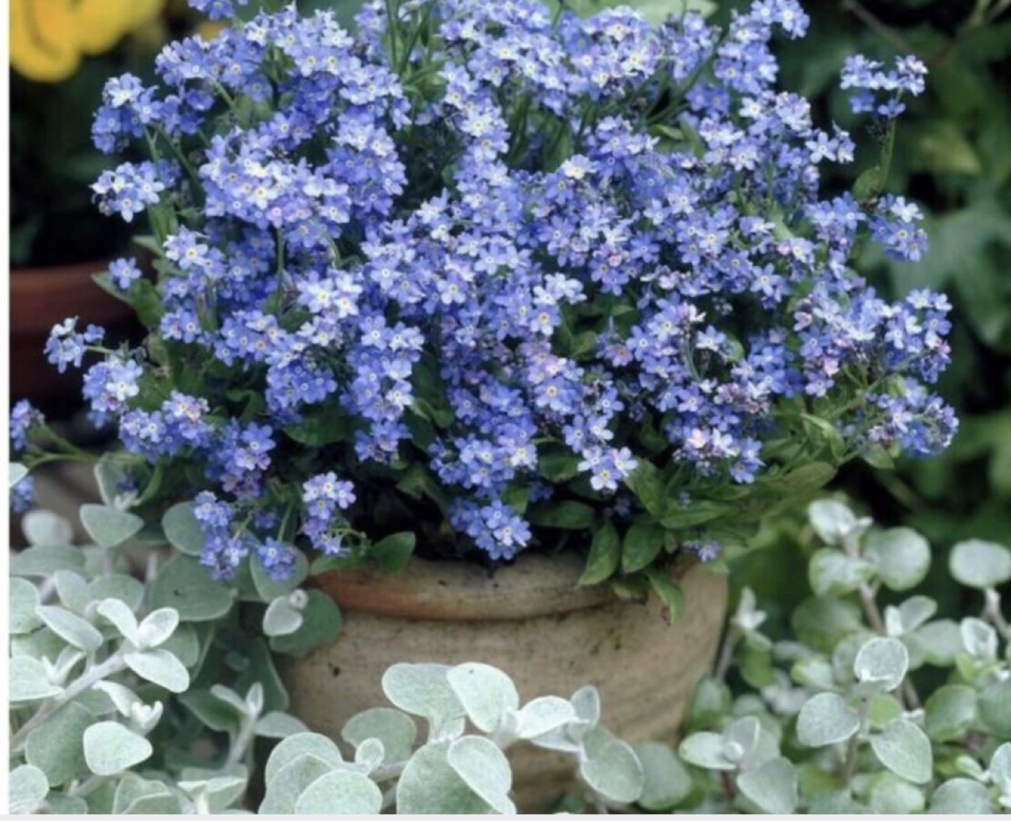 2 plants $5 , Forget-me-not, spring flowering plants