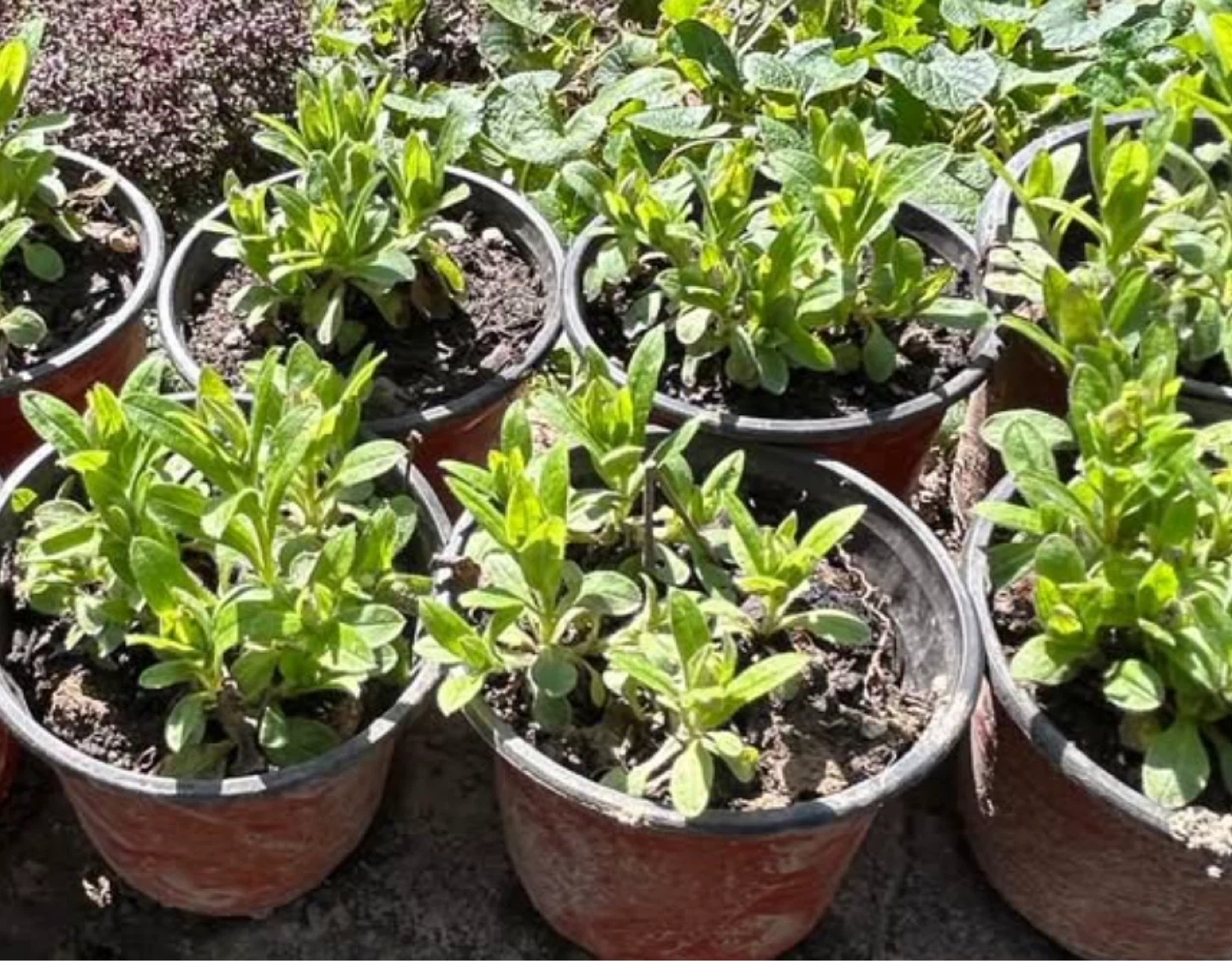 2 plants $5 , Forget-me-not, spring flowering plants - photo 3