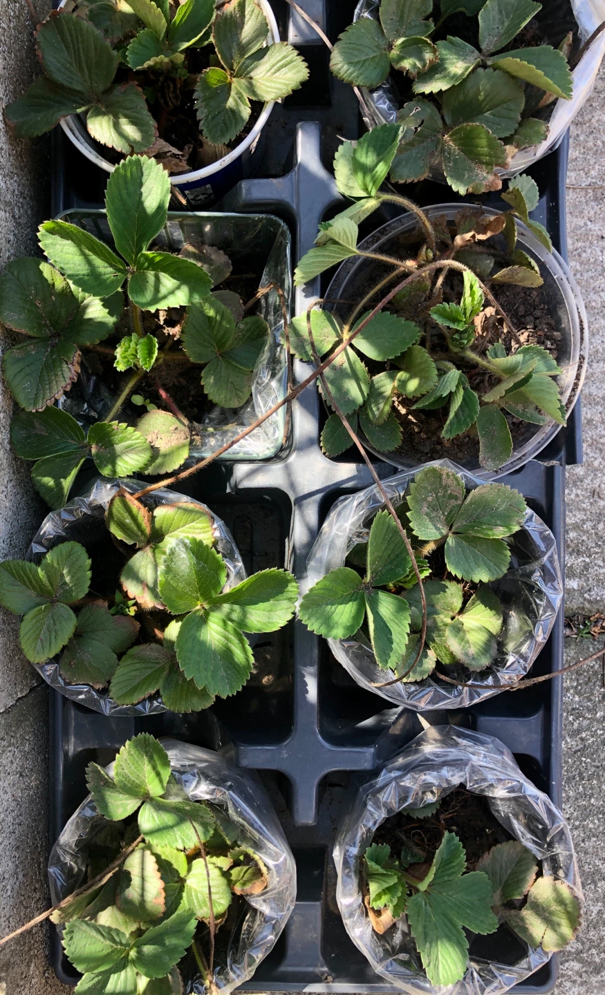 🍓Organic Strawberry plants (please see description) - photo 3