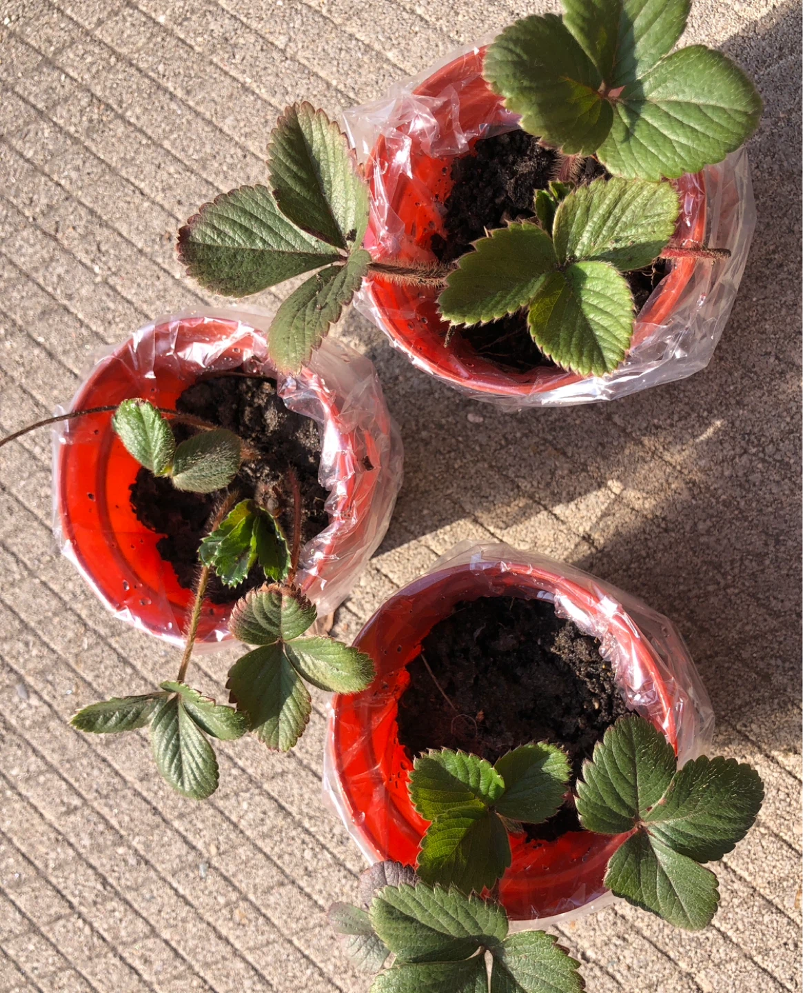 🍓Organic Strawberry plants (please see description) - photo 5