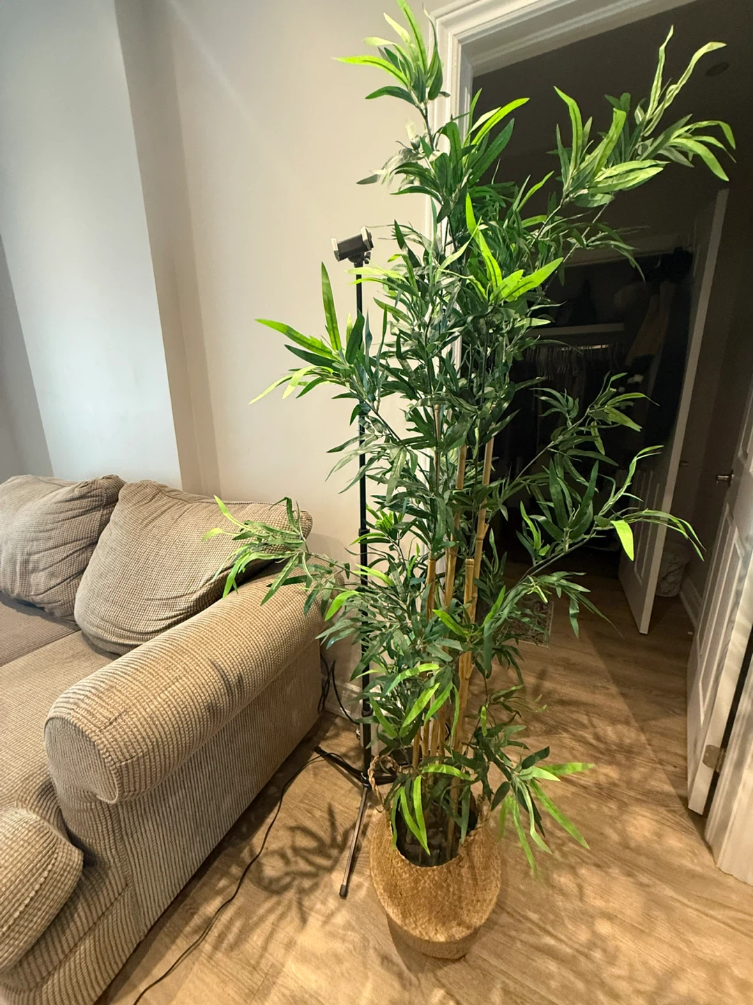 Artificial lucky bamboo!!! - photo 2